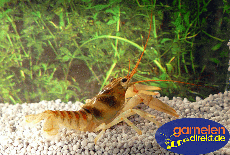 Orconectes harrisonii - Belted Crayfish