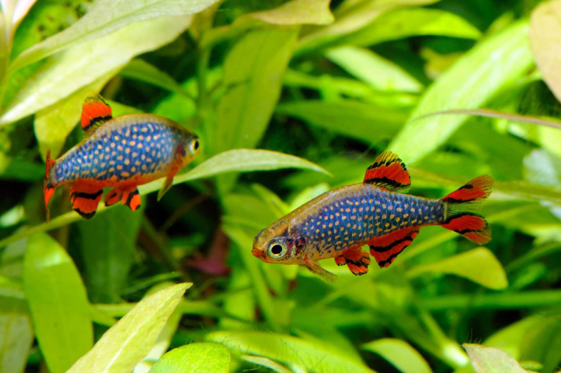 Perlhuhnbärblinge im Aquarium