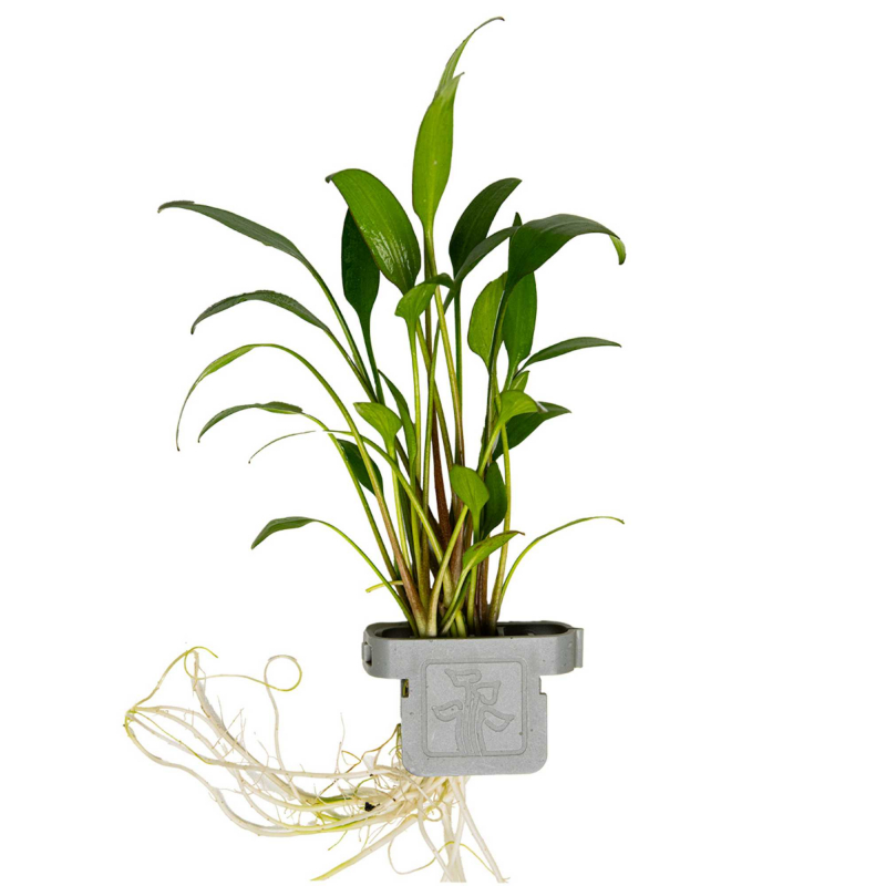 Willis Wasserkelch - Cryptocoryne x willisii, in der Verpackung.