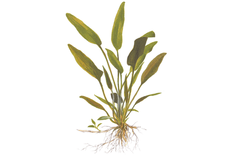 Preview: Willis Wasserkelch - Cryptocoryne x willisii als Zeichnung