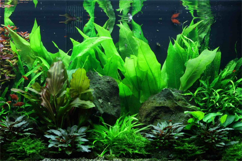 Preview: Echinodorus grisebachii 'Bleherae'  im großen Aquarium