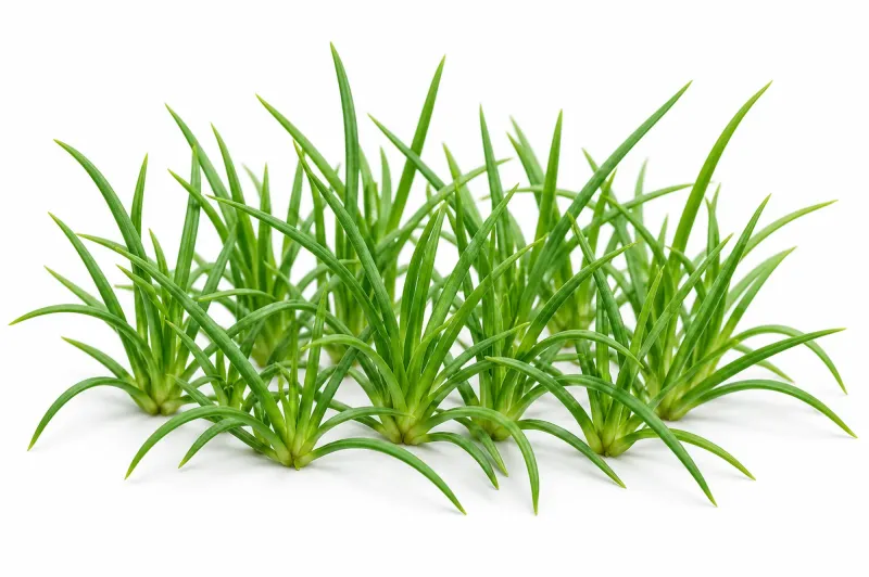 Littorella uniflora, Europäischer Strandling - Tropica 1-2-Grow!