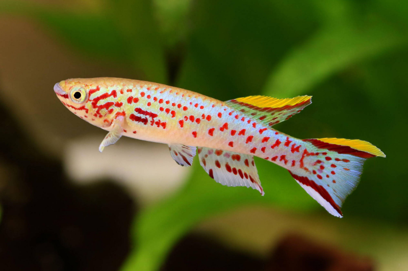 Stahlblauer Prachtkärpfling – Fundulopanchax gardneri – farbenprächtiger Killifisch im Aquarium