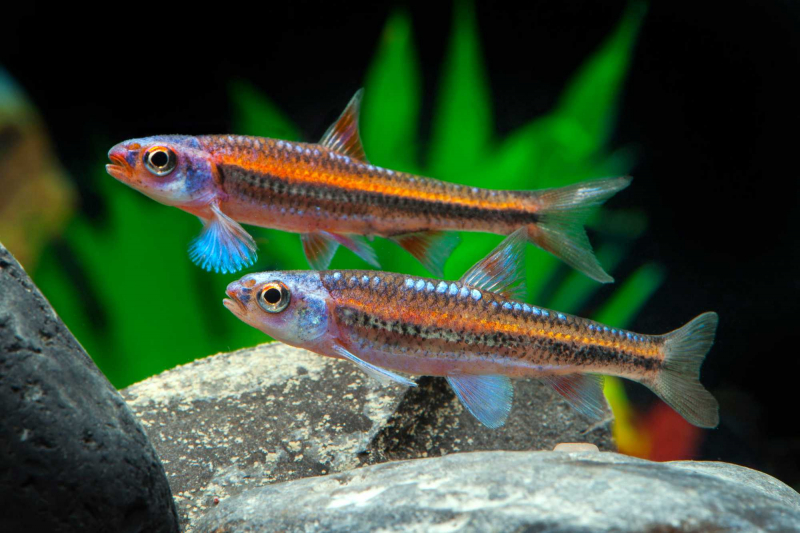 Regenbogen-Elritze – Notropis chrosomus
