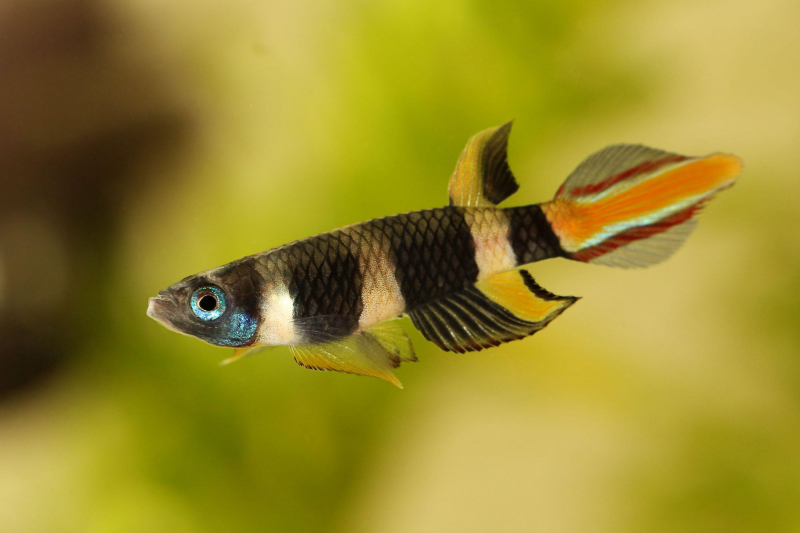 Ringelhechtling Kilifisch im Aquarium kaufen