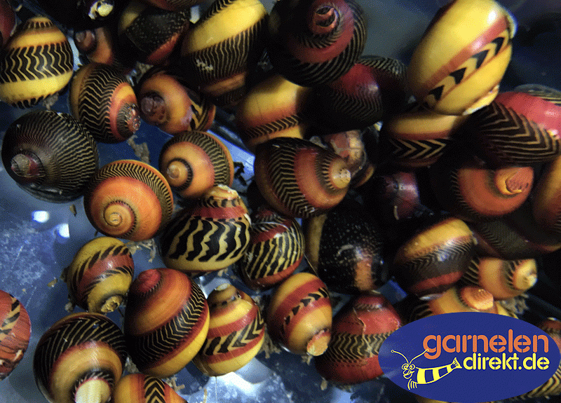 Preview: Rote Rennschnecken sind sehr Variabel in der Farbgebung