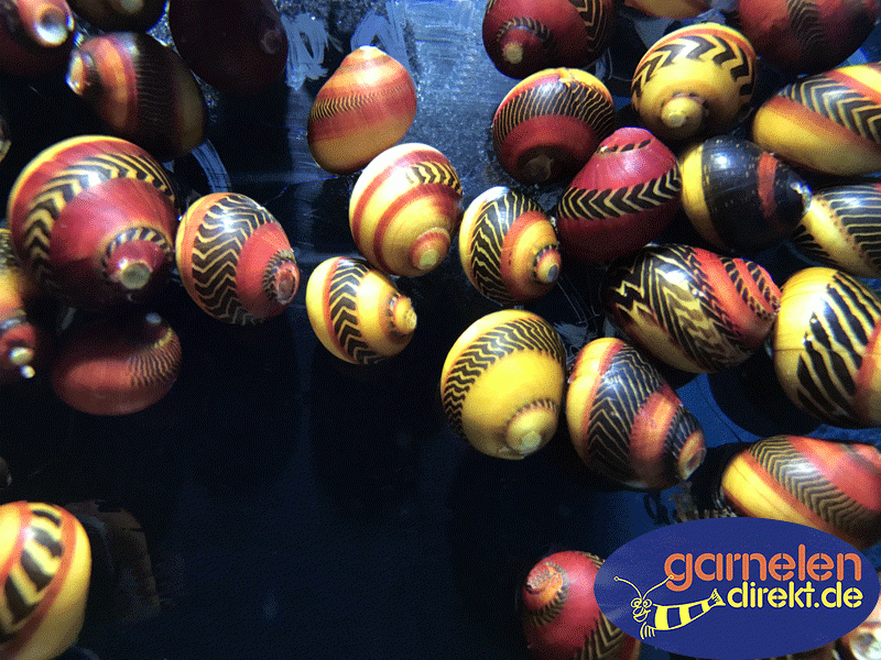 Preview: Neritina waigiensis, die Farbenvielfalt wird hier sehr gut abgebildet