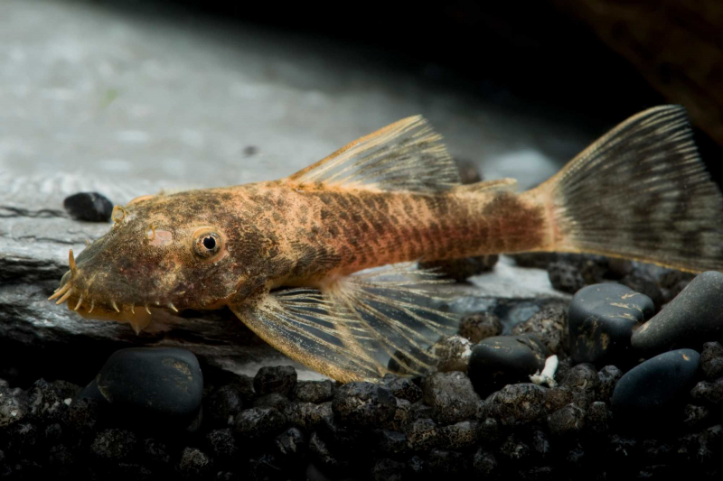 Schildpatt Antennenwels im Aquarium