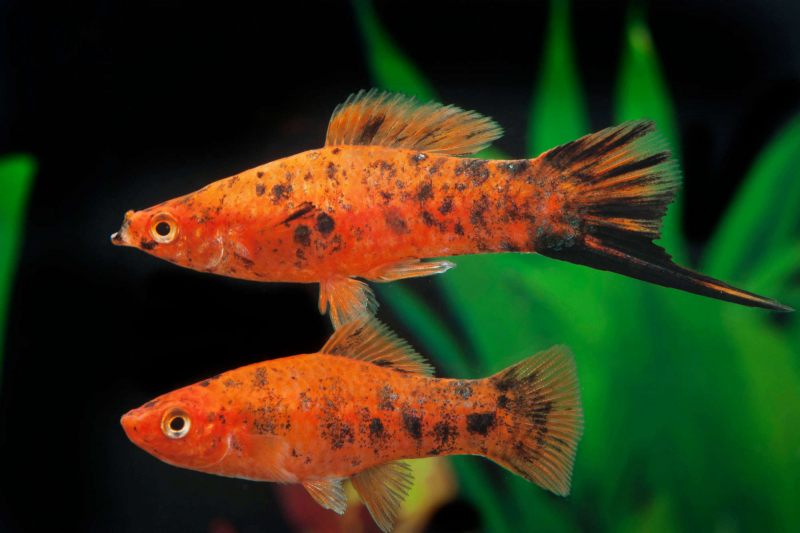 Schwertträger – Xiphophorus helleri  "Berlin orange-schwarz”