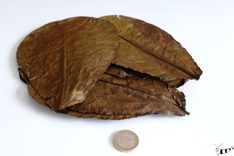 Seemandelbaumblätter - 10 Stück