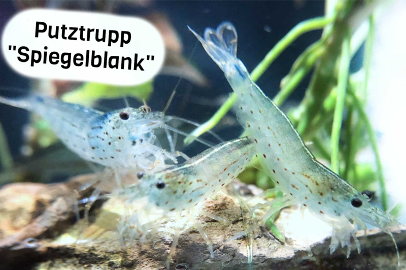 Amanogarnelen C. multidentata im Aquarium als Putztrupp gegen Algen