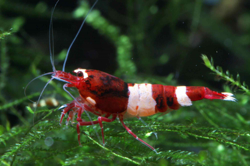 Taiwan Bee Red Wine – Caridina logemanni