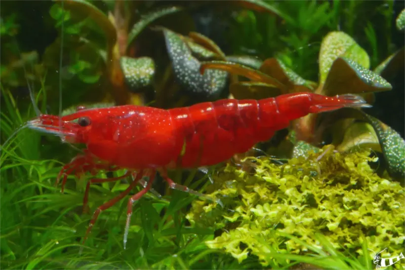 Rote Sakura Garnele mit kräftiger Farbe