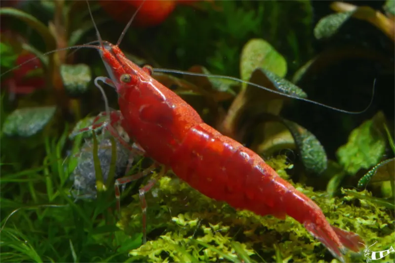 Preview: Neocaridina davidi in der Zuchtform Rote Sakura