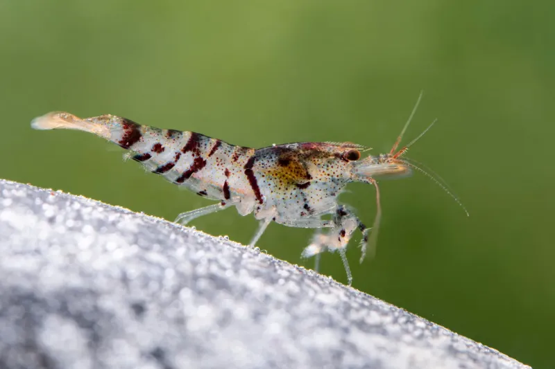 Tigergarnele Wildform mit der natürlichen Musterung