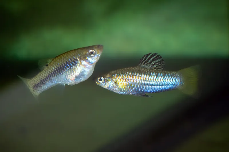 Preview: Ein Paar Perugia-Kärpflinge im Aquarium