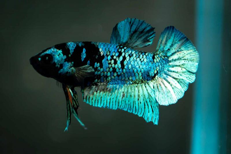 Preview: Kampffisch  Männchen - Betta splendens - Deutsche Nachzucht