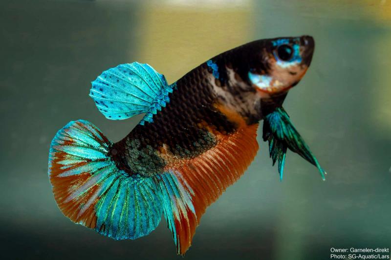 Preview: Kampffisch  Männchen - Betta splendens - Deutsche Nachzucht