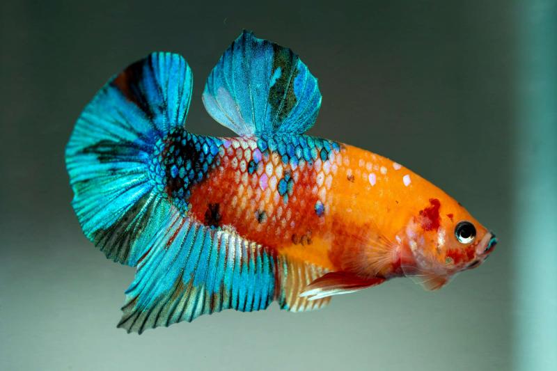 Preview: Kampffisch  Männchen - Betta splendens - Deutsche Nachzucht