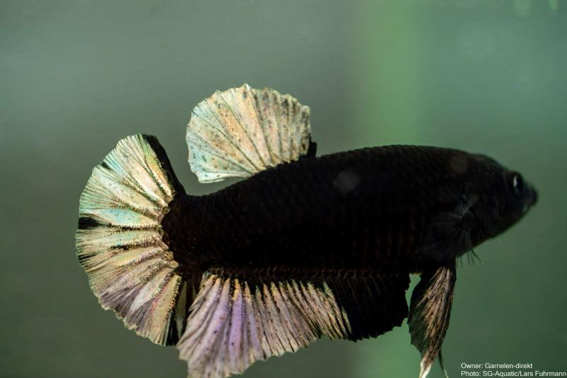 Kampffisch  Männchen - Betta splendens - Deutsche Nachzucht