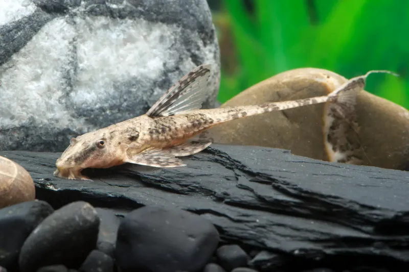 Schokoladenbrauner Hexenwels - Rineloricaria lanceolata auf einer Wurzel