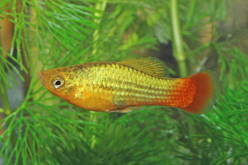 Papageien Platy - Xiphophorus variatus