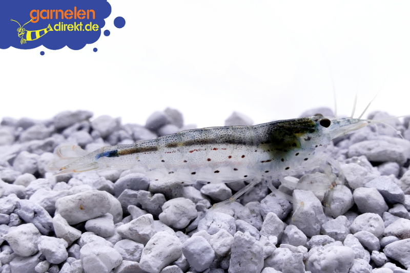 Amanogarnele - Caridina multidentata
