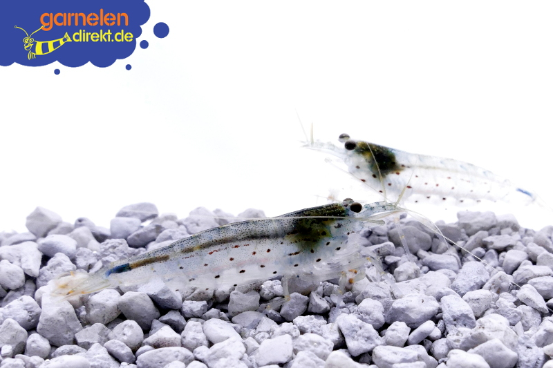 Amanogarnele - Caridina multidentata
