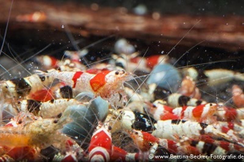 Taiwan Bee Mix - Caridina logemanni