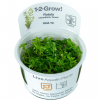 Rotala rotundifolia "Green" - Tropica 1-2-Grow!
