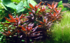 Rote Sternludwigie - Ludwigia glandulosa