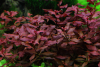 Kleine tiefrote Ludwigie - Ludwigia palustris "Super Red" -