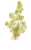 Blütenstielloser Sumpffreund - Limnophila sessiliflora