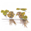 Phyllanthus fluitans - Schwimmende Wolfsmilch - Tropica 1-2-Grow!