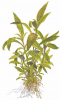 Thailändischer Wasserfreund - Hygrophila corymbosa "Siamensis", als Zeichnung.