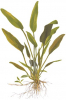 Willis Wasserkelch - Cryptocoryne x willisii, als Zeichnung.