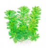 Hottonia palustris - Wasserfeder - Tropica 1-2-Grow!