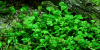 Marsilea hirsuta, Zwergkleefarn - Tropica 1-2-Grow!