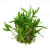 Cryptocoryne wendtii "Green", grüner Wasserkelch - Tropica 1-2-Grow!