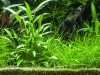 Willis Wasserkelch - Cryptocoryne x willisii, in Seitenansicht.