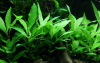 Thailändischer Wasserfreund - Hygrophila corymbosa "Siamensis", im Aquarium.
