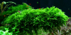 Vesicularia montagnei Christmasmoos - Tropica 1-2-Grow!