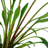 Willis Wasserkelch - Cryptocoryne x willisii,  von oben.