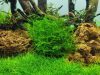 Leptodictyum riparium - Tropica 1-​2-Grow!