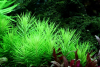 Pogostemon deccanensis, Indische Sternpflanze - Tropica 1-2-Grow!