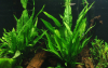 Schmalblättriger Javafarn - Microsorum pteropus 'Narrow', im Aquarium.