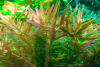 Rotala rotundifolia 'H'ra' - Tropica 1-2-Grow!