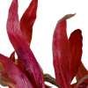 Alternanthera reineckii 'Pink' - Rosa Papageienblatt