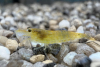 Geleb Amanogarnele im Aquarium -  Caridina multidentata yellow