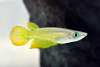 Goldener Streifenhechtling – Aplocheilus lineatus gold – farbenprächtiger Killifisch
